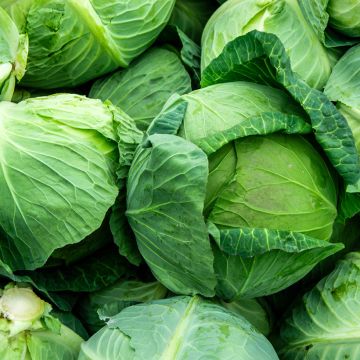 Couve-repolho Minicole F1