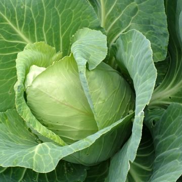 Couve-repolho Pyramid F1