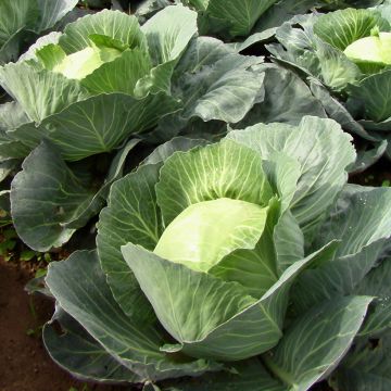 Repolho Quintal dAlsace Vilmorin