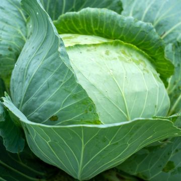 Repolho Spring Hero F1