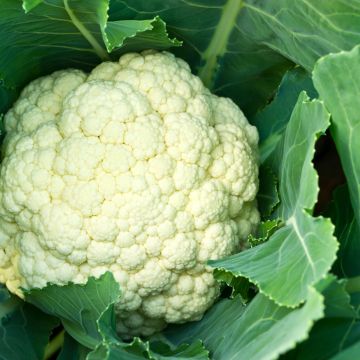 Couve-flor Alpha 6 Fortados
