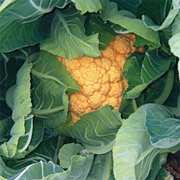 Couve-flor Cheddar F1
