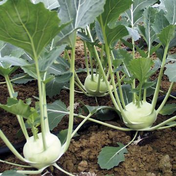 Couve-rábano Noriko Bio