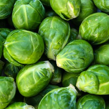 Couve-de-bruxelas Amaroso F1