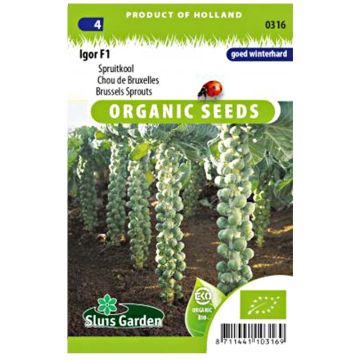 Couve-de-bruxelas Igor F1