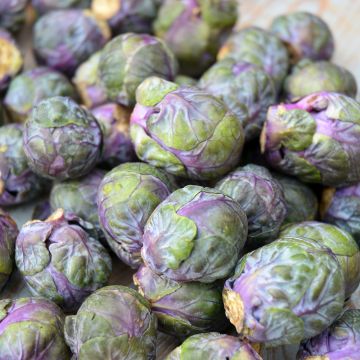 Couve-de-bruxelas Rubine - Ferme de Sainte Marthe Bio