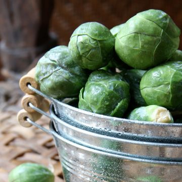 Couve-de-bruxelas Sanda Vilmorin