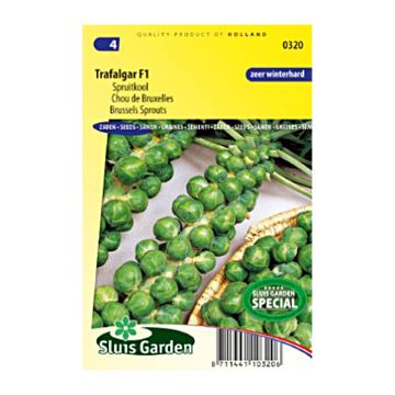 Couve-de-bruxelas Trafalgar F1
