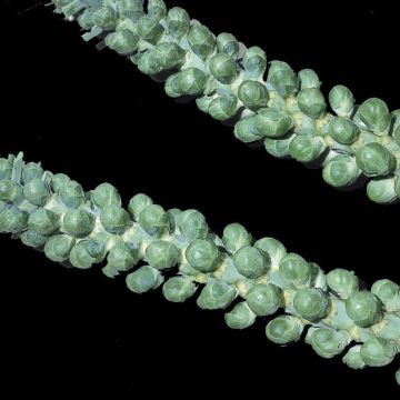 Couve-de-bruxelas Veraline híbrido F1