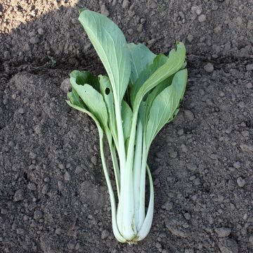 Couve-chinesa Pak-choi Taï Saï biológica