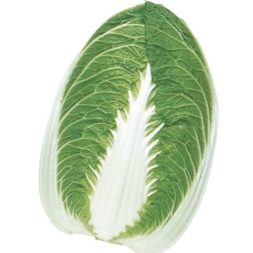 Couve-chinesa Pe Tsai Chorus F1