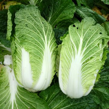 Couve-chinesa Pe Tsaï