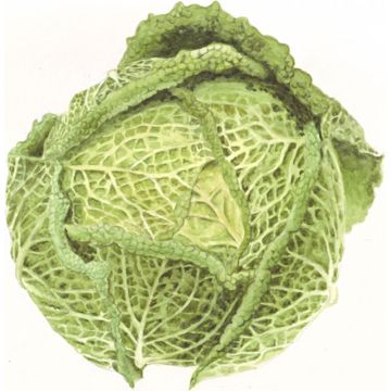 Couve-lombarda Bloemendaalse Gele