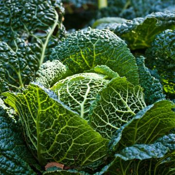 Couve-lombarda Marner Grufewi Bio