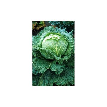 Couve-lombarda Savoy King F1