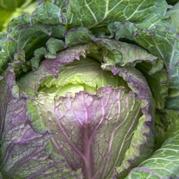 Couve-lombarda de Pontoise