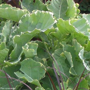 Brassica oleracea Popof Variegata