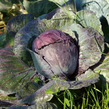 Couve Roxa Buscaro em torrões