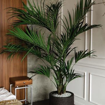 Dypsis lutescens - Palmeira-areca