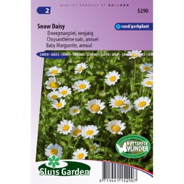 Chrysanthemum paludosum Snow Daisy em sementes