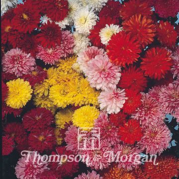 Chrysanthemum morifolium Fanfare Improved F1 em sementes