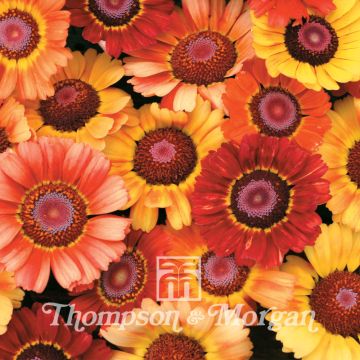 Chrysanthemum carinatum Sunset em sementes