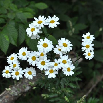 Tanacetum corymbosum