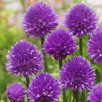 Allium schoenoprasum Forescate