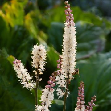 Actaea japonica