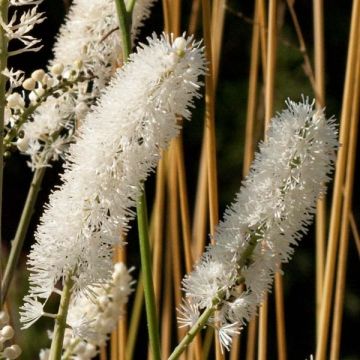 Actaea matsumurae White Pearl