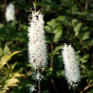 Actaea simplex Atropurpurea