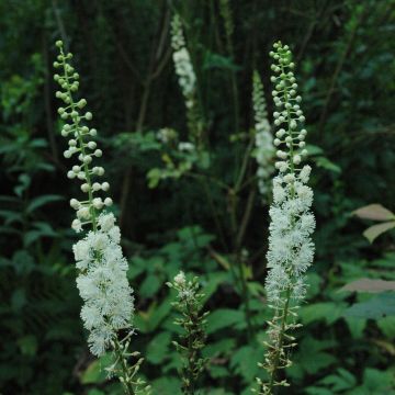 Actaea racemosa