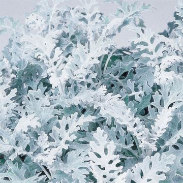 Senecio cineraria Silver Dust em minimottes