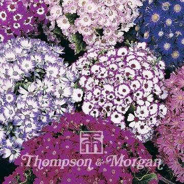 Pericallis Dwarf British Beauty Mixed em sementes