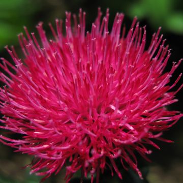 Cirsium japonicum Rose Beauty