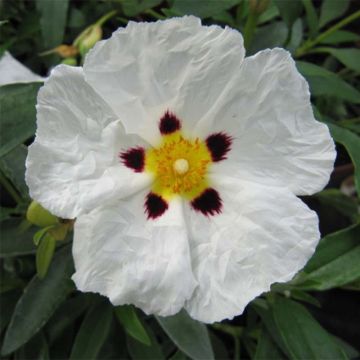 Cistus Alan Fradd