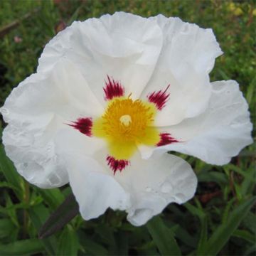 Cistus (x) loretii