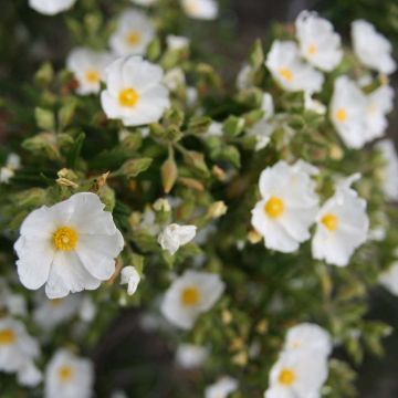 Cistus monspeliensis