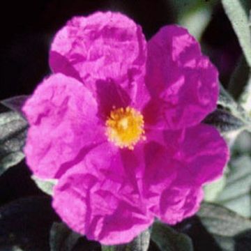 Cistus pulverulentus Sunset