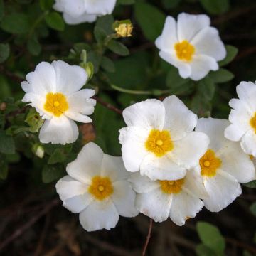 Cistus salviifolius