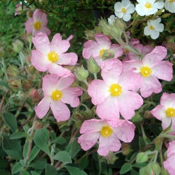 Cistus argenteus
