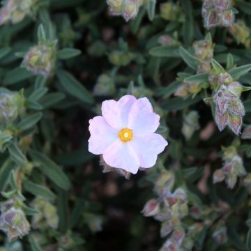 Cistus skanbergii