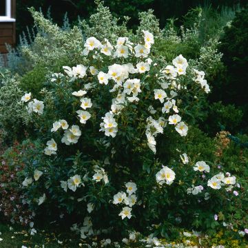Cistus x florentinus Repens