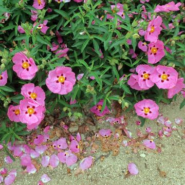 Cistus purpureus Betty Taudevin
