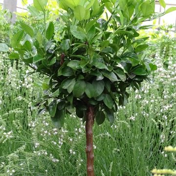 Limoeiro-doce - Citrus limetta Pursha