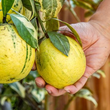 Limoeiro-variegado - Citrus x limon Variegata