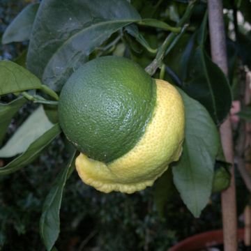 Laranjeira-amarga Bizzarria - Citrus medica x aurantium