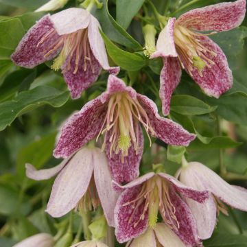 Clematis Advent Bells