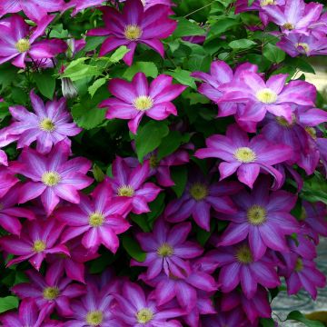 Clematis Kakio