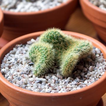 Cleistocactus winteri f. cristata